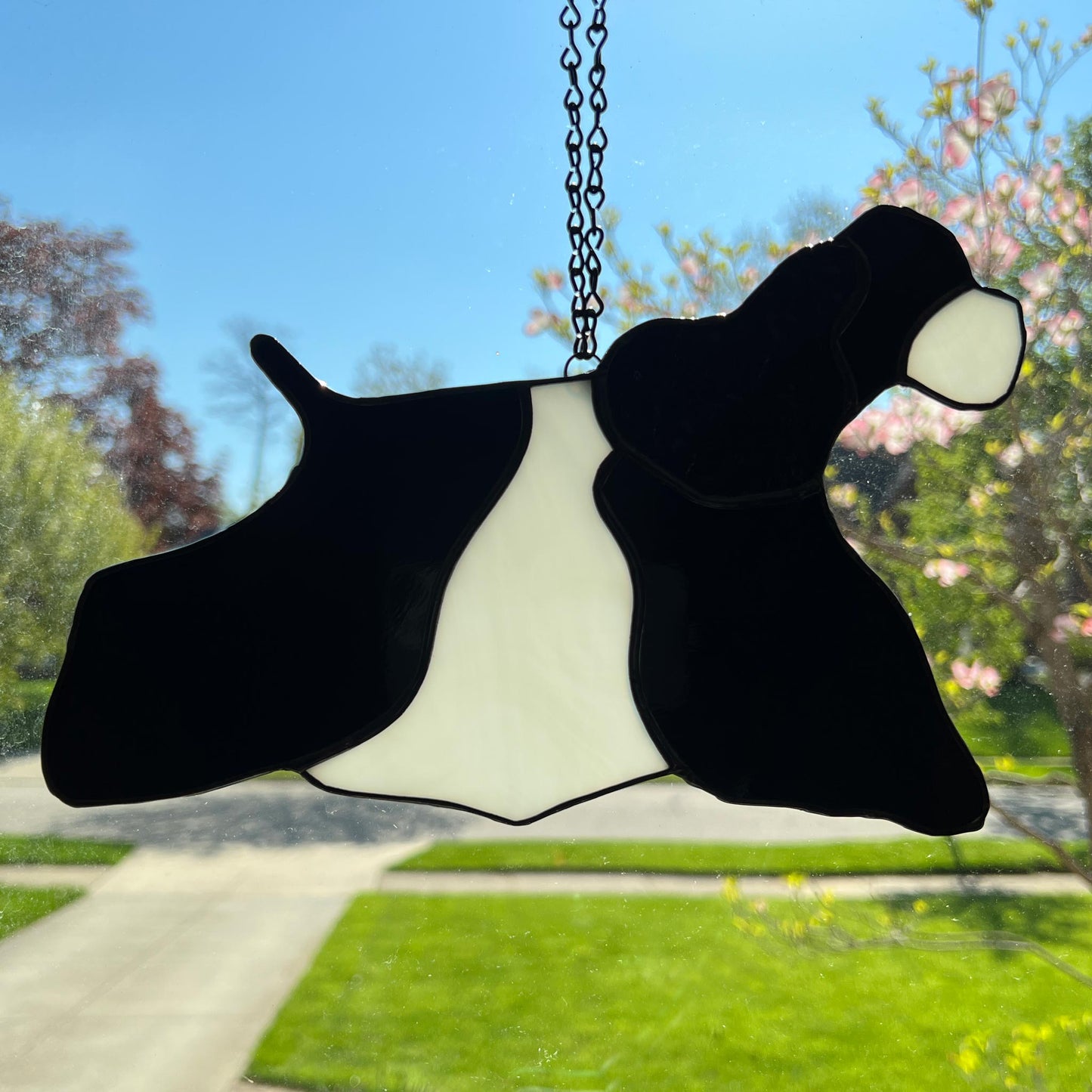 This picture shows the Stained Glass Suncatcher of the American Cocker Spaniel Black and White Parti dog in full competition mode hanging in the window. The ear is made with a rippled black textured glass making it appear realistic.