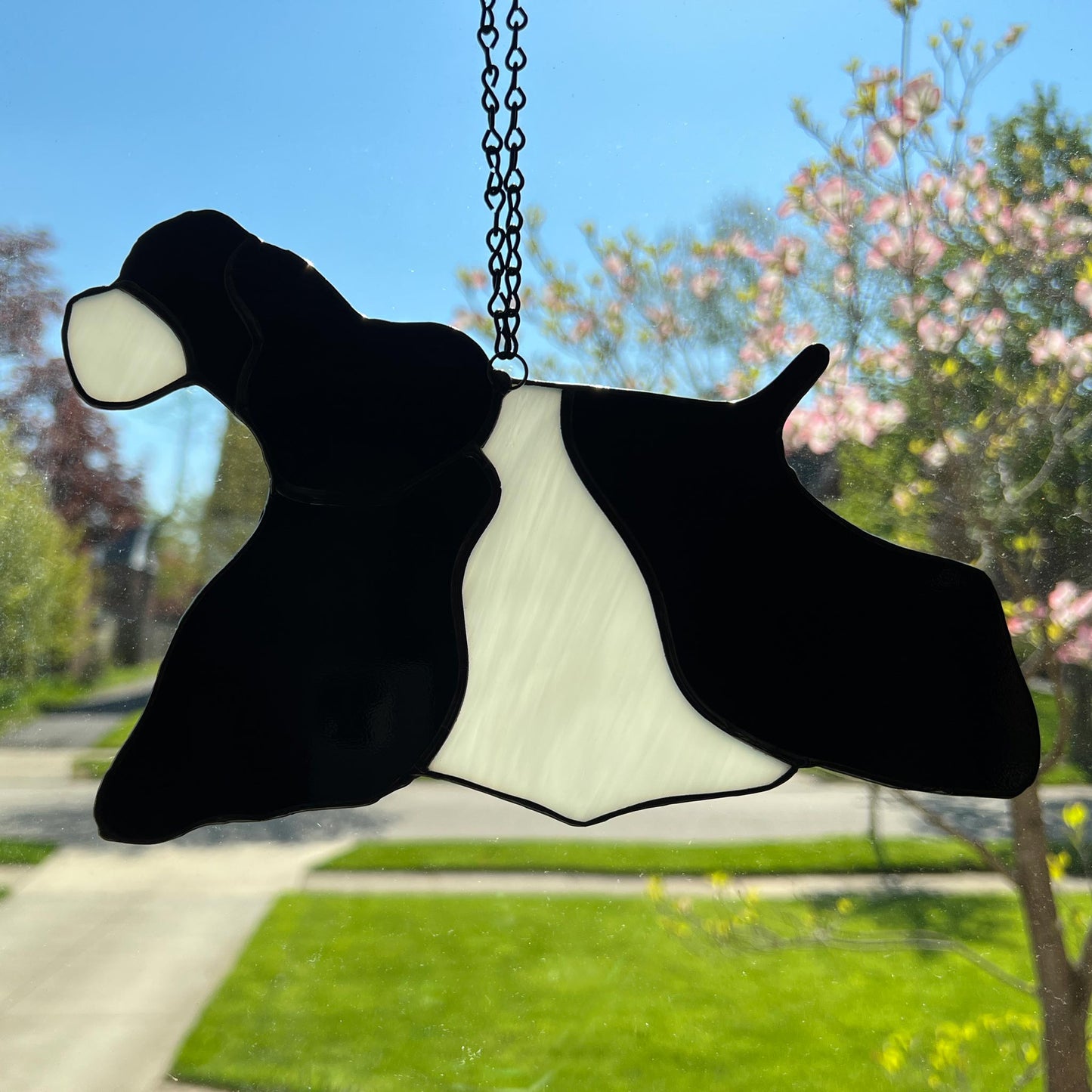 Stained Glass Suncatcher of an American Cocker Spaniel Black and White Parti dog in full competition mode. This picture shows the ACS dog from the back side hanging in the window